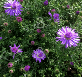 Aster (D) 'Prof. Anton Kippenberg'  | Paarse aster | Vaste plant