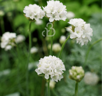 Armeria mar. 'Alba' | Engels gras  | Vaste plant
