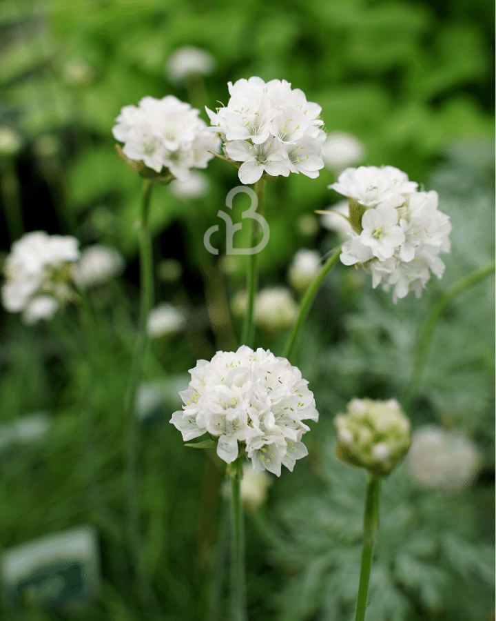 Armeria mar. 'Alba' | Engels gras  | Vaste plant