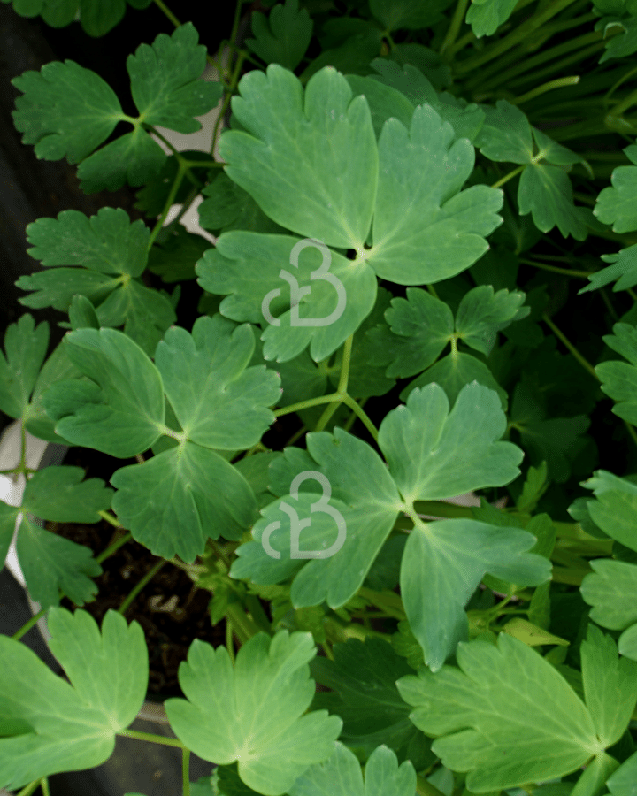 Aquilegia vulgaris | Akelei | Vaste plant