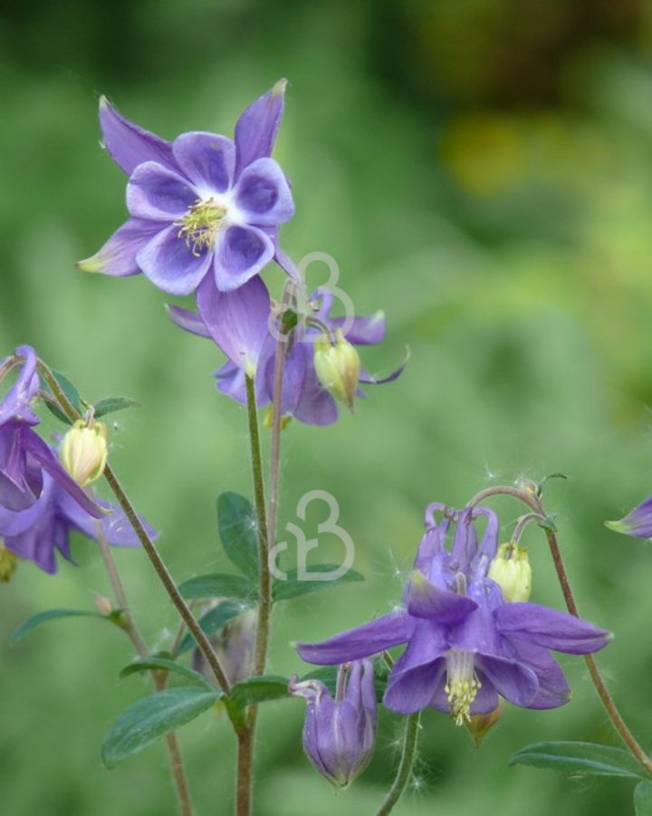 Aquilegia vulgaris | Akelei | Vaste plant