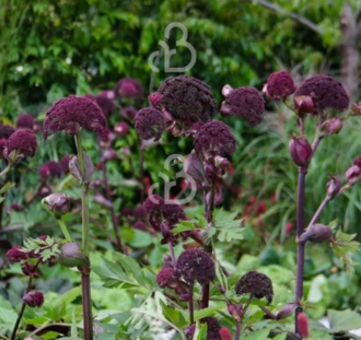 Angelica gigas | Engelwortel  | Vaste plant