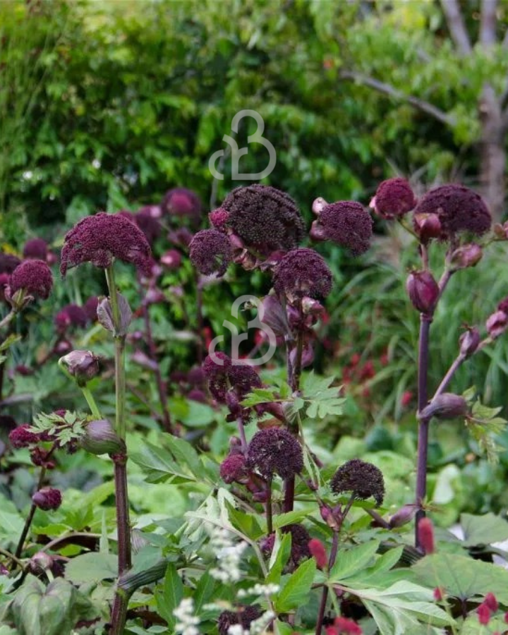 Angelica gigas | Engelwortel  | Vaste plant