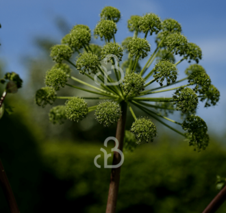 Angelica archangelica | Engelwortel | Vaste plant