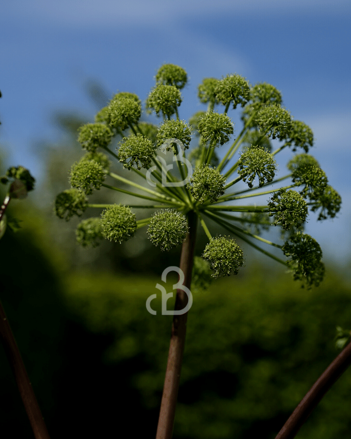 Angelica archangelica | Engelwortel | Vaste plant