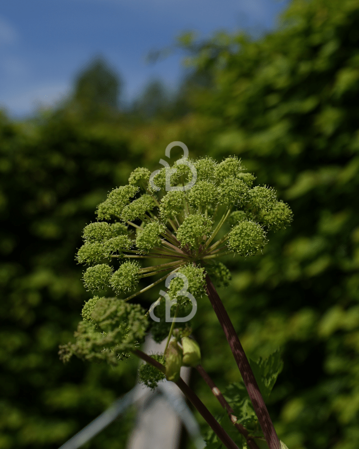 Angelica archangelica | Engelwortel | Vaste plant