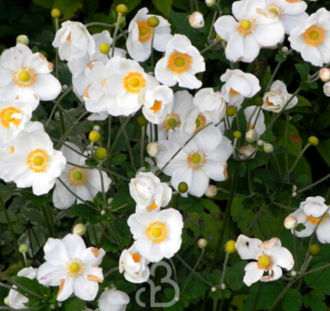 Anemone hyb. 'Whirlwind' | Herfstanemoon | Vaste plant