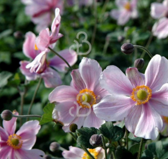 Anemone hyb. 'Konigin Charlotte' | Herfstanemoon | Vaste plant