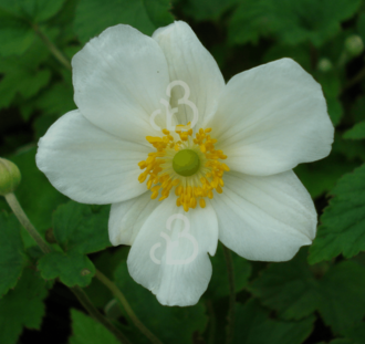 Anemone hyb. 'Honorine Jobert' | Japanse anemoon  | Vaste plant