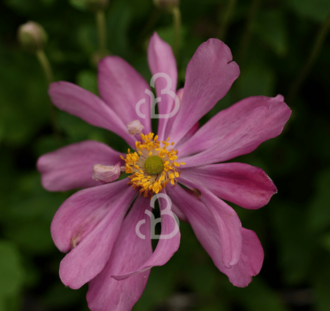 Anemone hup. 'Prinz Heinrich' | Herfstanemoon  | Vaste plant