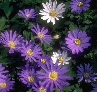 Anemone blanda | Anemoon  | Vaste plant