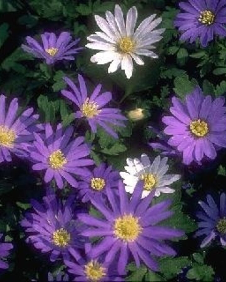 Anemone blanda | Anemoon  | Vaste plant