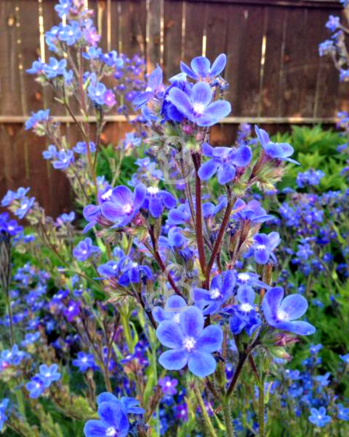 Anchusa azurea 'Dropmore' | Ossetong  | Vaste plant