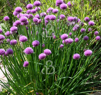 Allium schoenoprasum | Bieslook | Vaste plant |