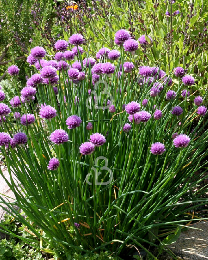 Allium schoenoprasum | Bieslook | Vaste plant | 9x9 cm