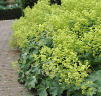 Alchemilla mollis | Vrouwenmantel | Vaste plant
