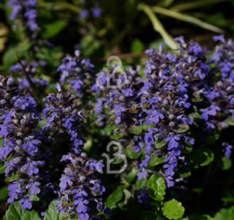 Ajuga reptans | Zenegroen | Vaste plant