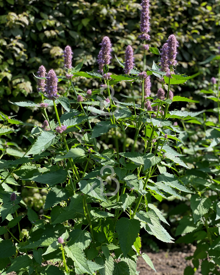 Agastache 'Blue Fortune'  | Dropplant | Vaste plant