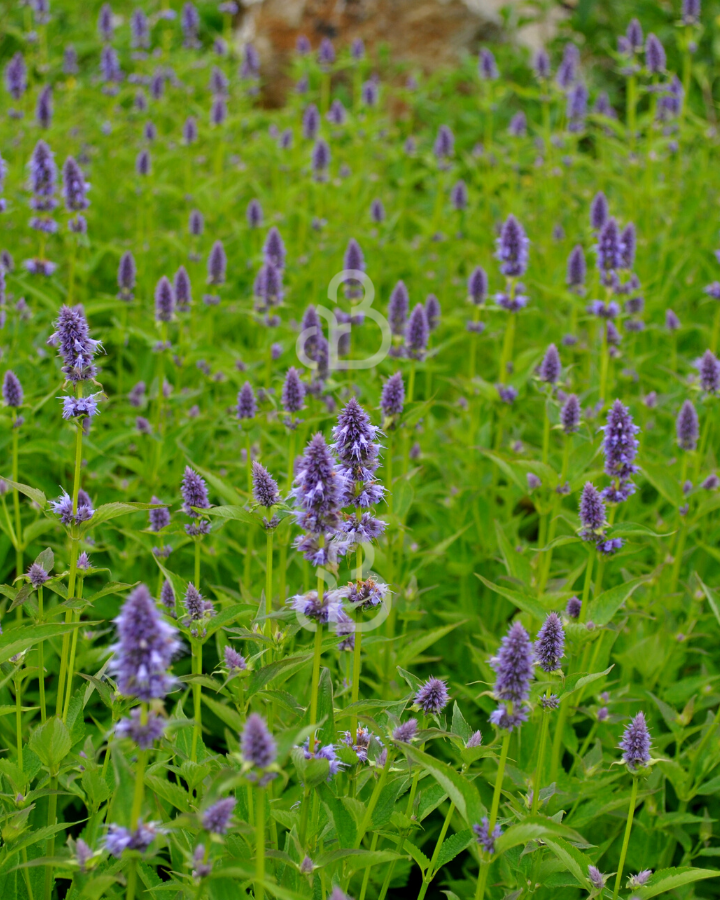 Agastache 'Blue Fortune'  | Dropplant | Vaste plant