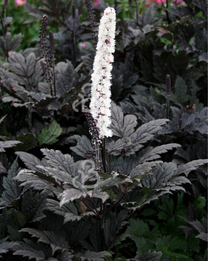 Actaea simpl. 'Brunette' | zilverkaars | Vaste plant