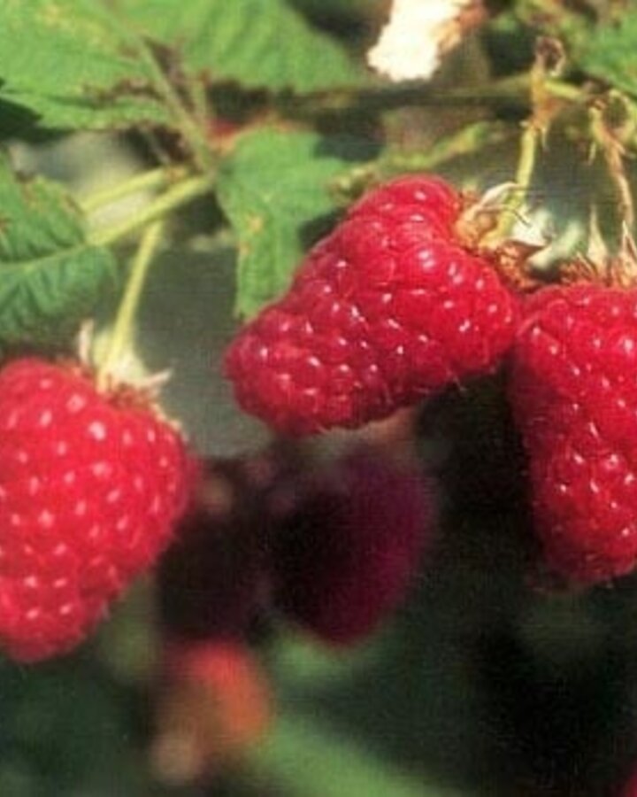 Rubus idaeus 'Tulameen' | Zomerframboos doordragend  | Kleinfruit