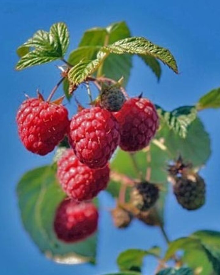 Rubus idaeus 'Polka' | Herfstframboos  | Kleinfruit