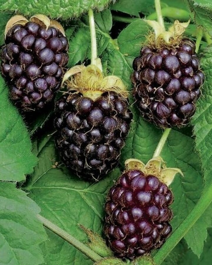 Rubus 'Boysenberry' | Kruising braam x framboos  | Kleinfruit