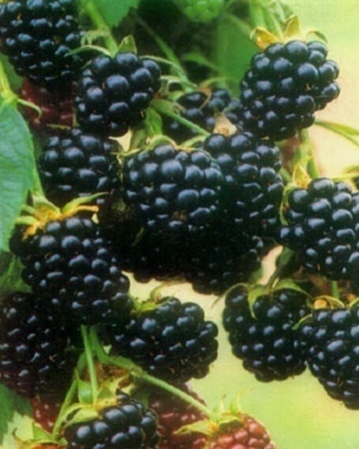 Rubus frut. 'Chester Thornless' | Doornloze braam  | Kleinfruit