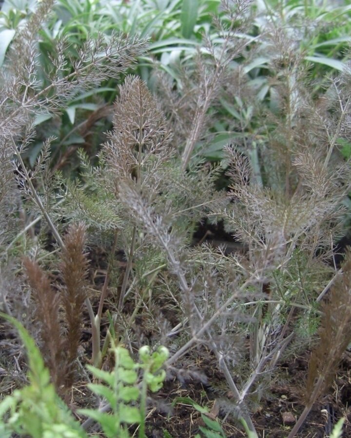 Foeniculum vulgare 'Purpureum' | Roodbladerige venkel | Vaste plant