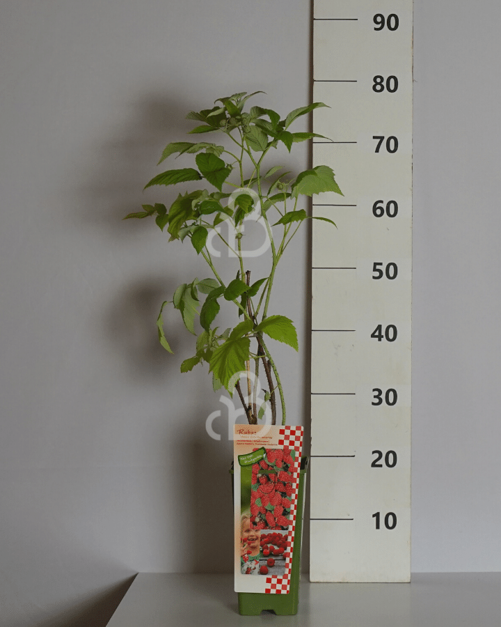 Rubus idaeus 'Willamette' | Zomerframboos  | Kleinfruit