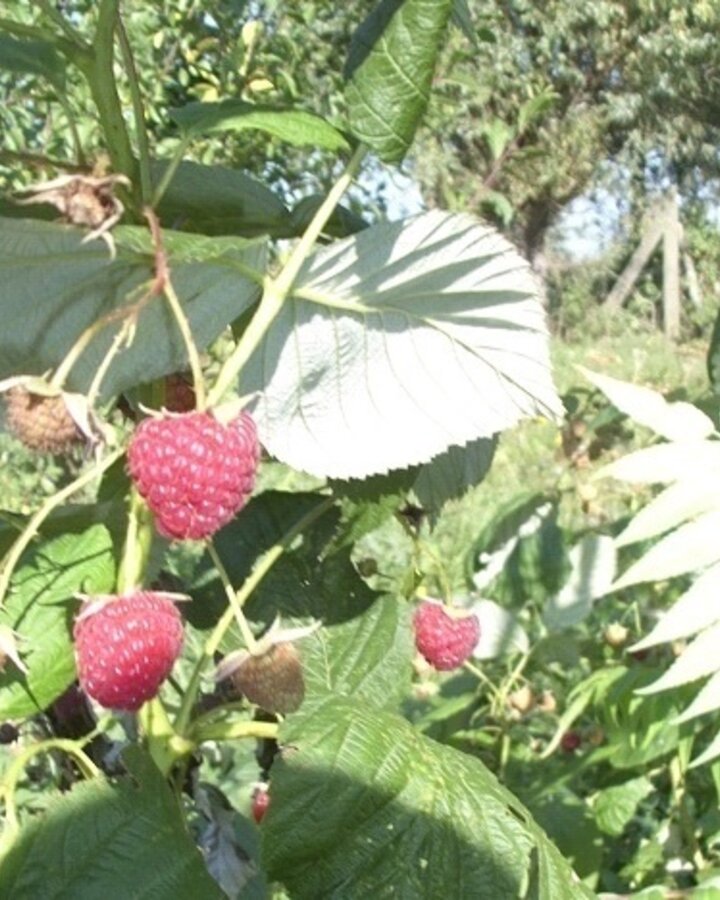 Rubus idaeus 'Willamette' | Zomerframboos  | Kleinfruit