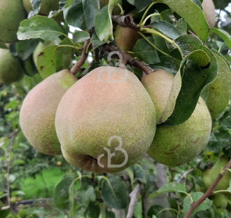 Pyrus c. 'Doyenne du Comice' | Perenboom