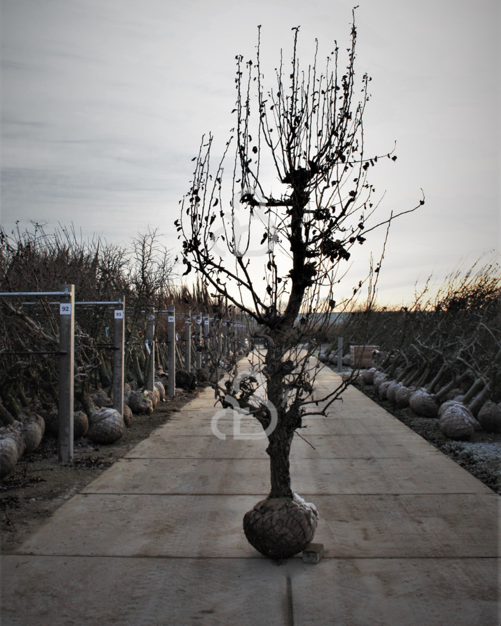 Pyrus c. 'Conference' | Perenboom
