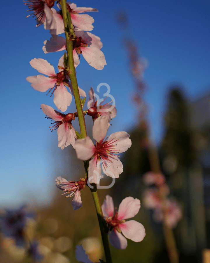 Prunus persica 'Amsden' | Perzikboom