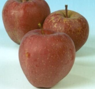 Malus d. 'Red Delicious' | Appelboom