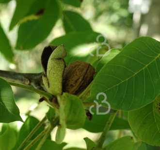 Juglans regia 'Buccaneer' | Notenboom