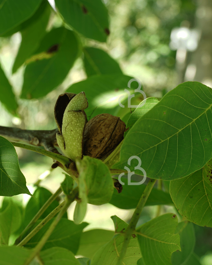 Juglans regia 'Buccaneer' | Notenboom