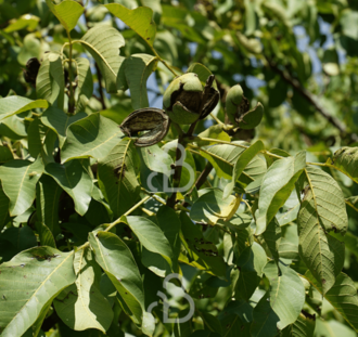 Juglans regia 'Broadview' | Notenboom