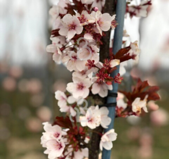 Prunus cerasifera 'Nigra' | Rode sierpruim  | Leiboom