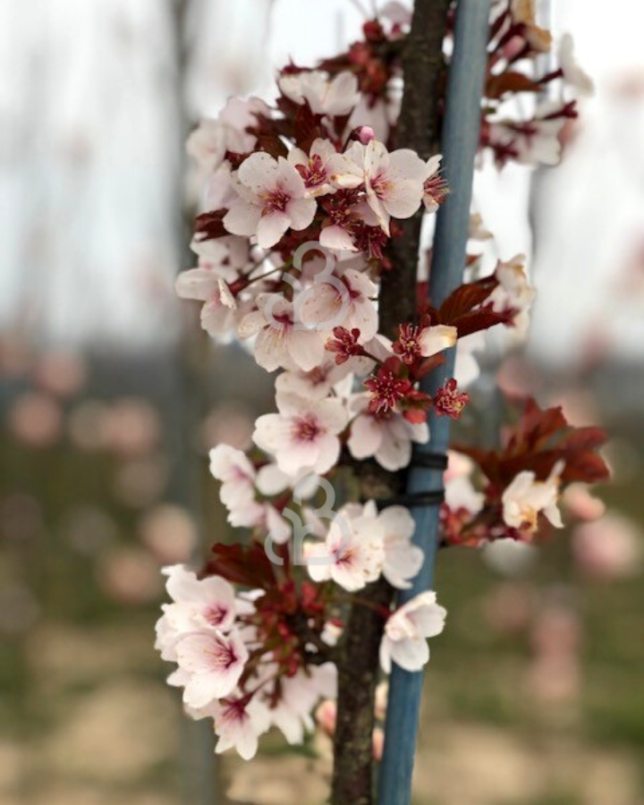 Prunus cerasifera 'Nigra' | Rode sierpruim  | Leiboom