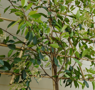 Photinia fraseri 'Red Robin' | Glansmispel  | Leiboom