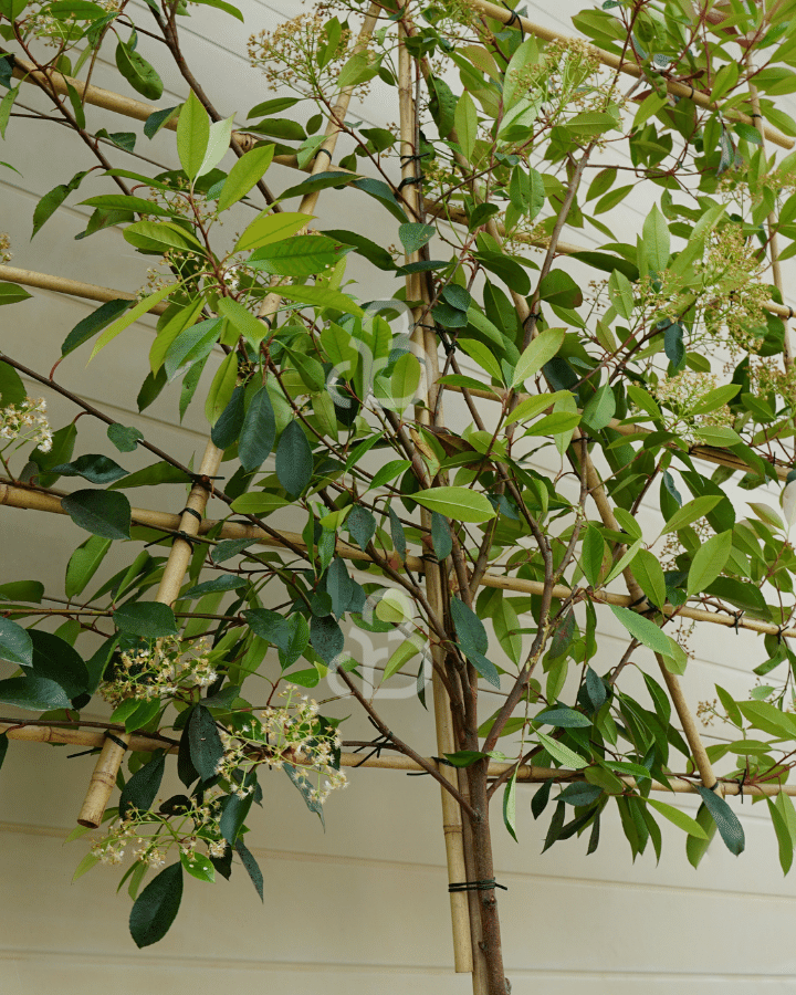 Photinia fraseri 'Red Robin' | Glansmispel  | Leiboom