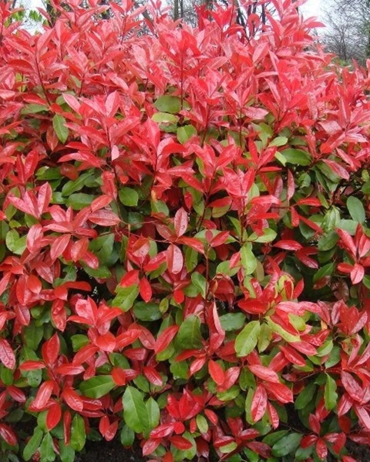 Photinia fraseri 'Red Robin' | Glansmispel  | Leiboom