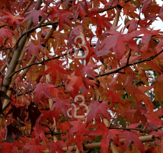Liquidambar styr. 'Worplesdon' | Amberboom  | Leiboom