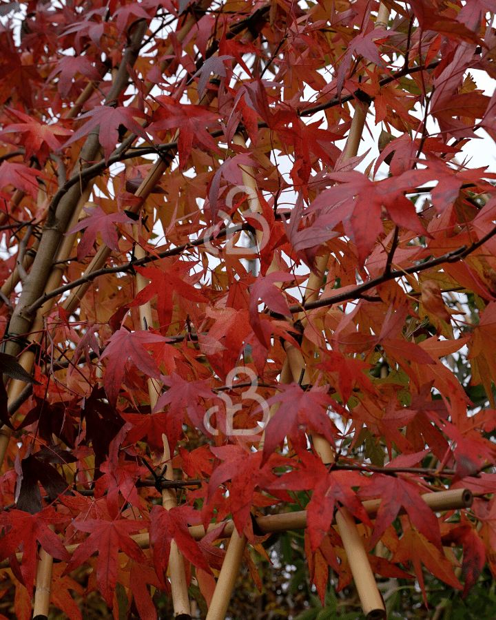 Liquidambar styr. 'Worplesdon' | Amberboom  | Leiboom