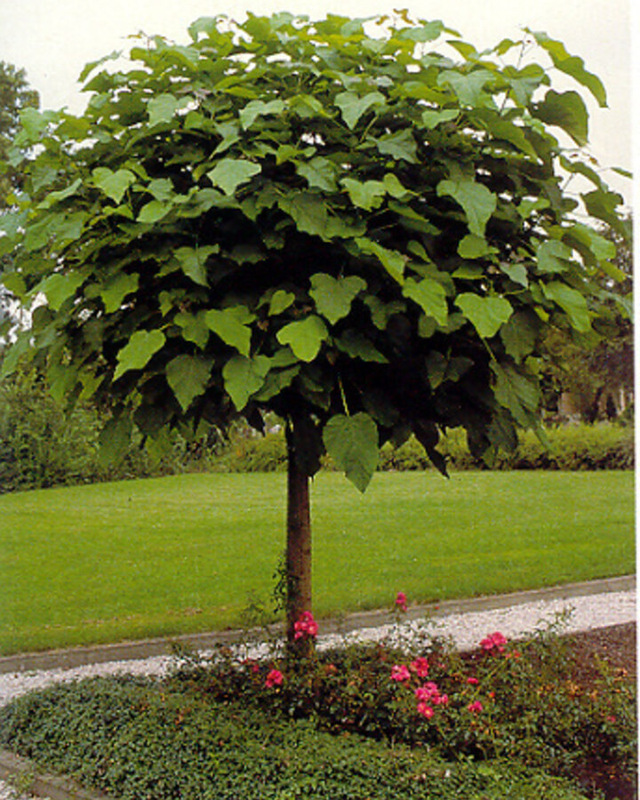 Catalpa bignonioides 'Nana' | Bol trompetboom | Laanboom