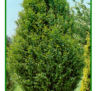 Carpinus betulus 'Fastigiata' | Zuilhaagbeuk  | Laanboom