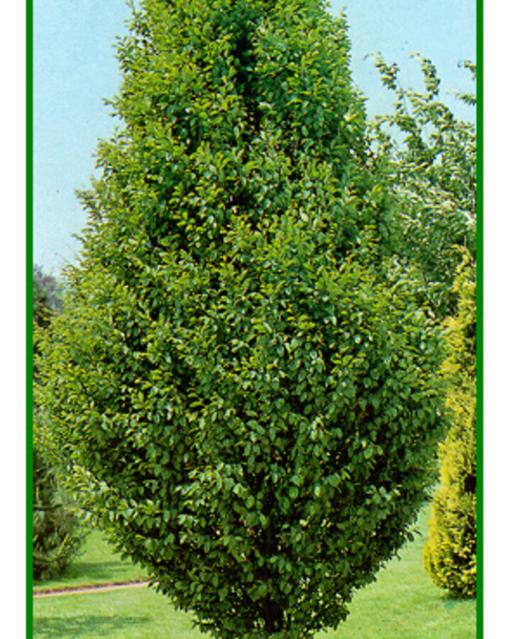 Carpinus betulus 'Fastigiata' | Zuilhaagbeuk  | Laanboom