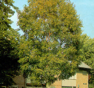 Betula utilis 'Doorenbos' | Zuiver witte berk | Laanboom