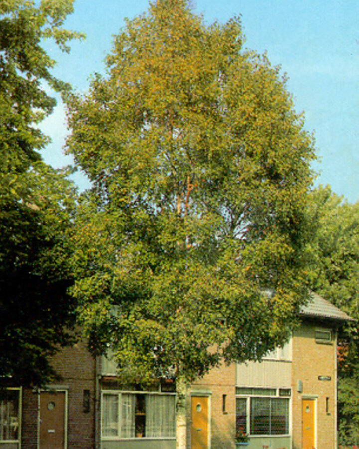 Betula utilis 'Doorenbos' | Zuiver witte berk | Laanboom